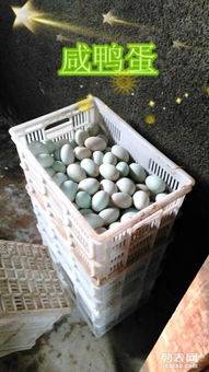 鮮鴨蛋、松花蛋與廚具雜品一站式批發零售指南